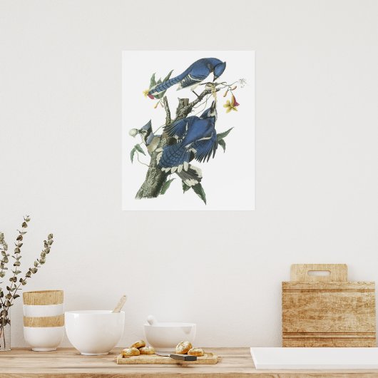 Poster Audubon Blue Jay (Keuken)