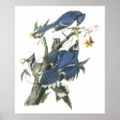 Poster Audubon Blue Jay (Voorkant)