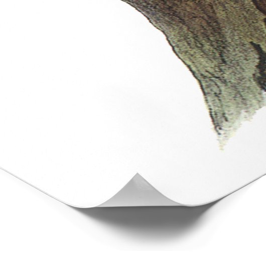 Poster Audubon Woodpecker (Hoek)