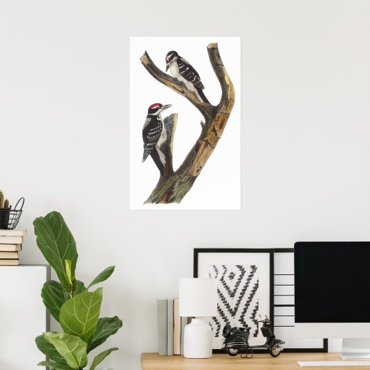 Poster Audubon Woodpecker (Thuiskantoor)
