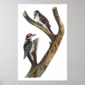 Poster Audubon Woodpecker (Voorkant)