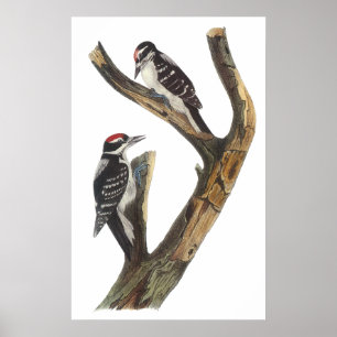 Poster Audubon Woodpecker