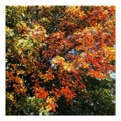 POSTER AUTUMNS GLORY (Voorkant)