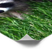 Poster baby Raccoons (Hoek)