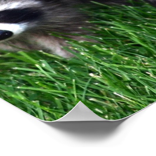 Poster baby Raccoons (Hoek)