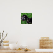 Poster baby Raccoons (Keuken)