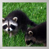 Poster baby Raccoons (Voorkant)