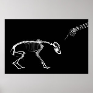 Poster - Bad Dog Xray Skeleton Black White
