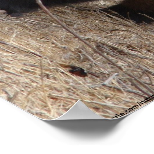 Poster Badger Approach (Hoek)