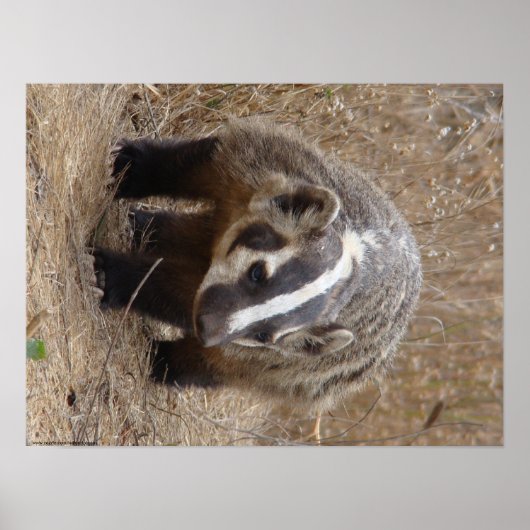 Poster Badger Approach (Voorkant)