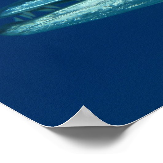 Poster Barracuda (Hoek)