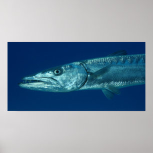 Poster Barracuda