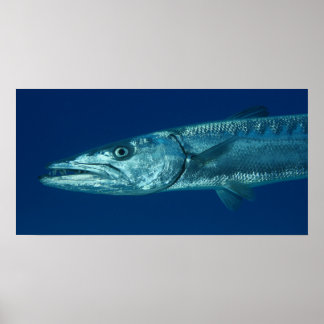 Poster Barracuda