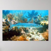 Poster BARRACUDA (Voorkant)