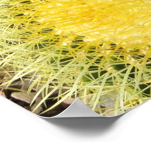 Poster-Barrel Cacti Poster (Hoek)