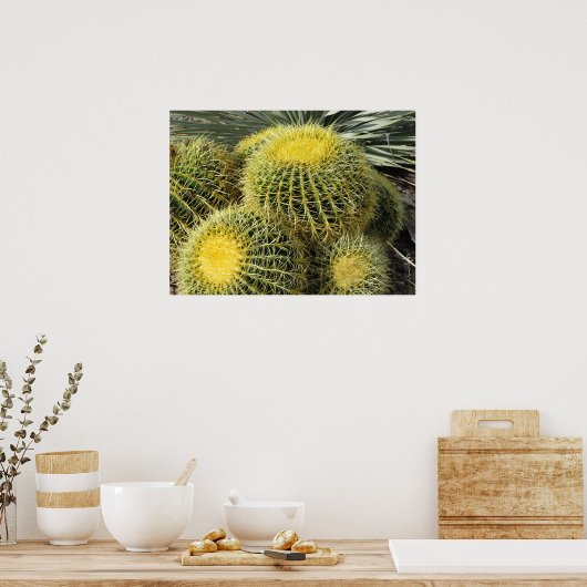 Poster-Barrel Cacti Poster (Keuken)