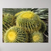 Poster-Barrel Cacti Poster (Voorkant)