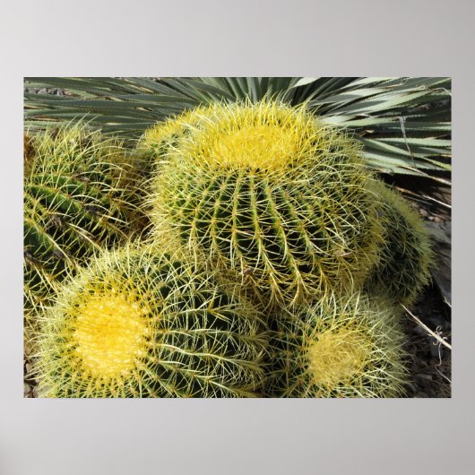 Poster-Barrel Cacti Poster (Voorkant)