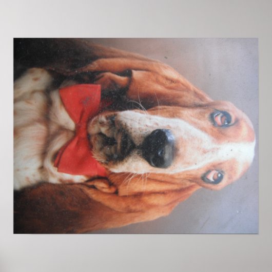 Poster Basset Hond met rood Stropdas (Voorkant)