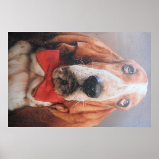Poster Basset Hound Met Rode Das (Voorkant)