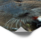 Poster Beaver Habitat (Hoek)