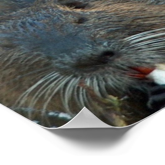 Poster Beaver Habitat (Hoek)