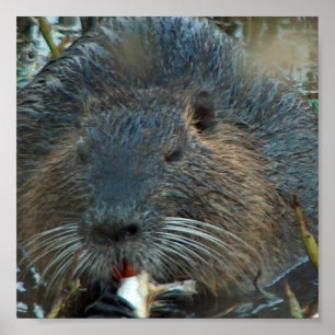 Poster Beaver Habitat