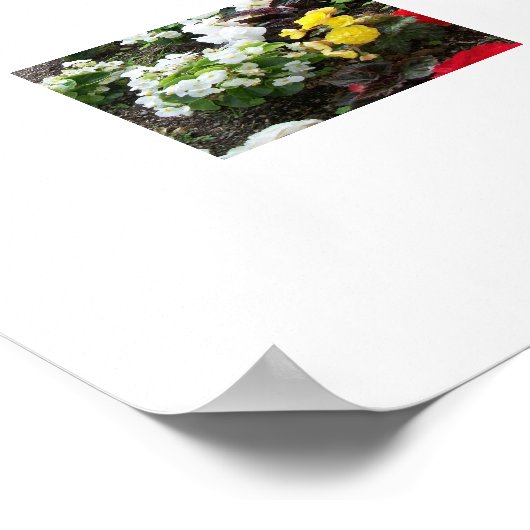 Poster Begonias (Hoek)