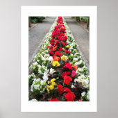 Poster Begonias (Voorkant)