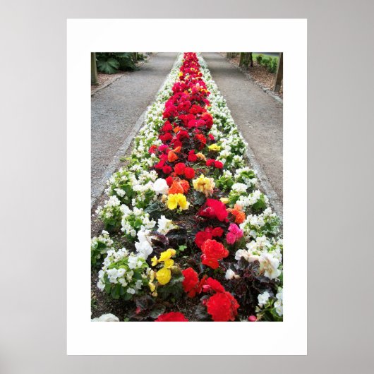 Poster Begonias (Voorkant)