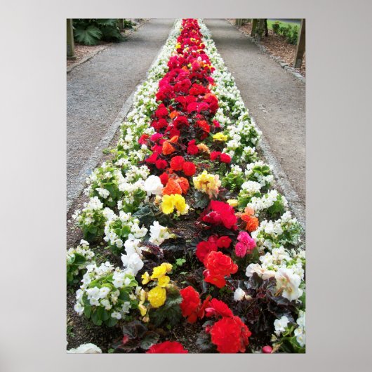Poster Begonias (Voorkant)