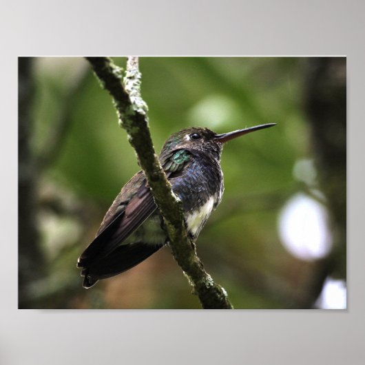 POSTER - BEIJA-FLOR 1 (Voorkant)