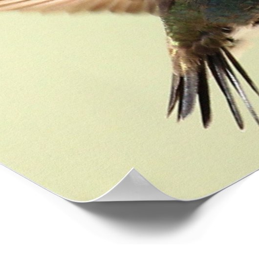 POSTER - BEIJA-FLOR 4 (Hoek)