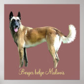 poster berger belge malinois (Voorkant)