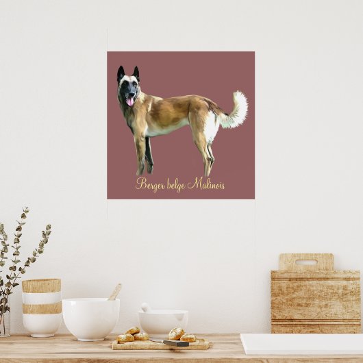 poster berger belge malinois (Keuken)