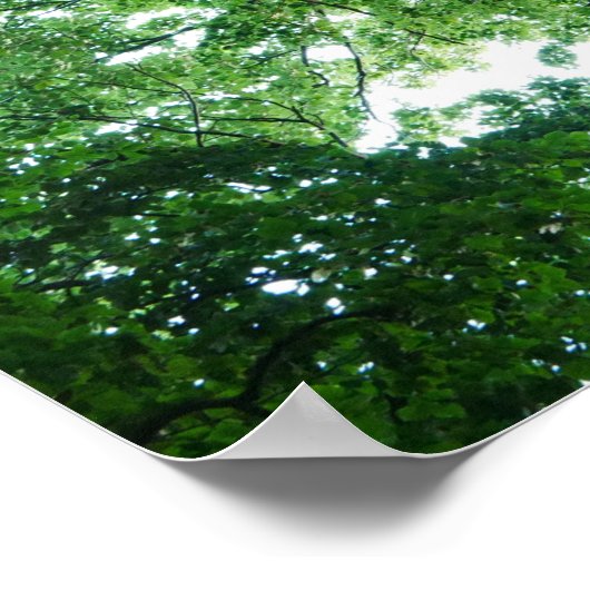 Poster beukenbomen (Hoek)