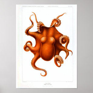  Poster bij dieren - Octopus