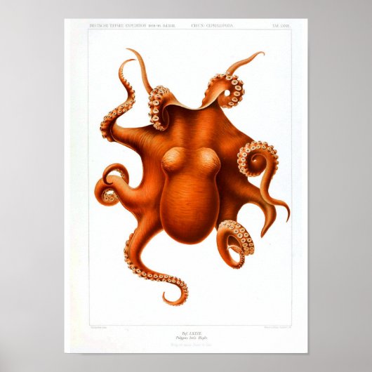  Poster bij dieren - Octopus (Voorkant)
