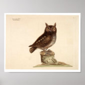 Poster bij dieren - Owl (Voorkant)