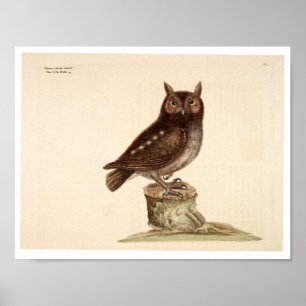Poster bij dieren - Owl