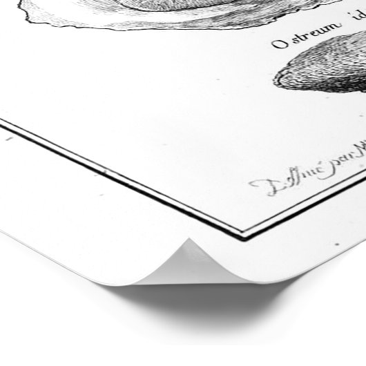  Poster bij dieren - Oyster (Hoek)