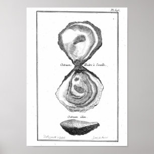  Poster bij dieren - Oyster