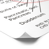 Poster Biliary System Diagram Gall Bladder (Hoek)