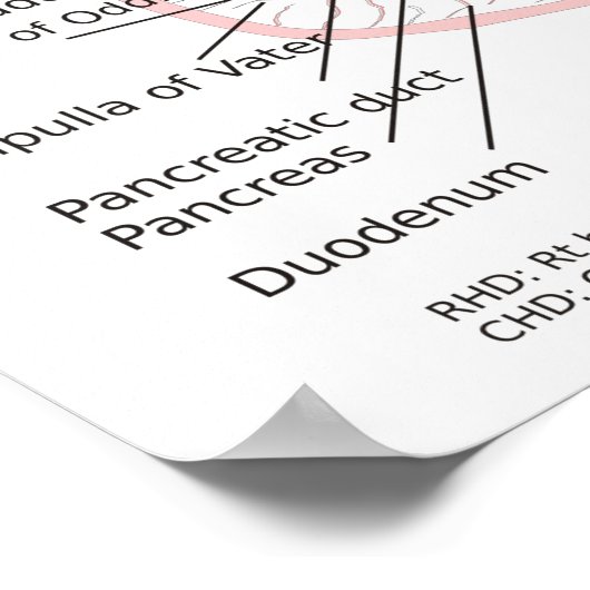 Poster Biliary System Diagram Gall Bladder (Hoek)