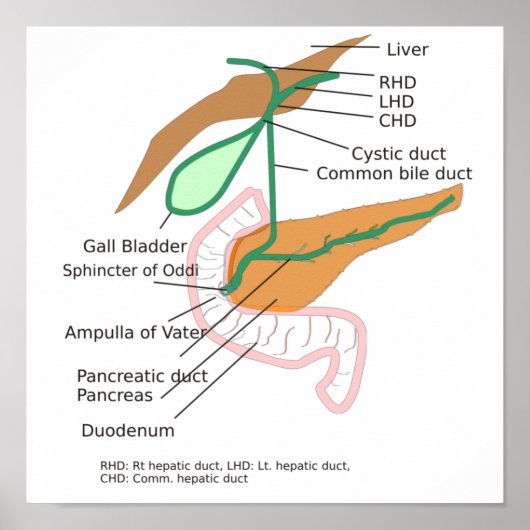 Poster Biliary System Diagram Gall Bladder (Voorkant)