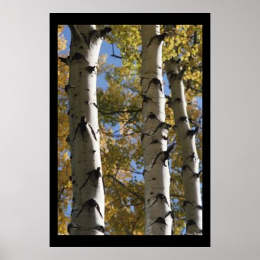 Poster Birch Trees (Voorkant)