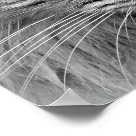 Poster blauw met geoogste katten (Hoek)