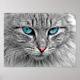 Poster blauw met geoogste katten