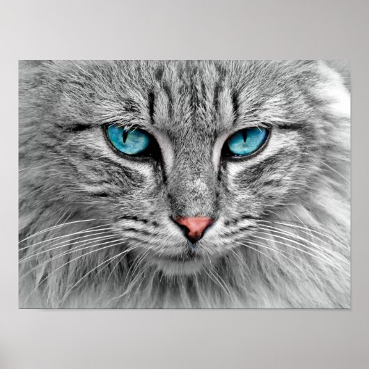 Poster blauw met geoogste katten (Voorkant)