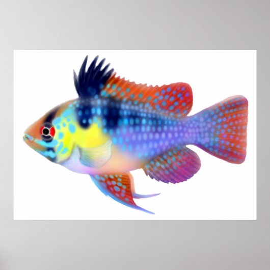 Poster blauw Ram Dwarf Cichlid (Voorkant)
